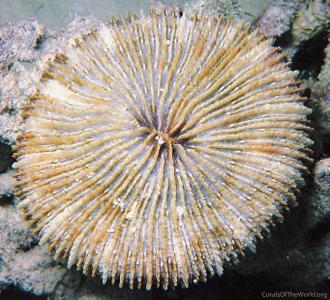 CotW: Fungia danai