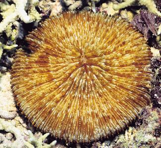 CotW: Fungia danai