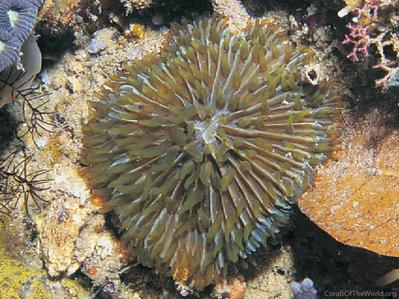 Fungia fralinae