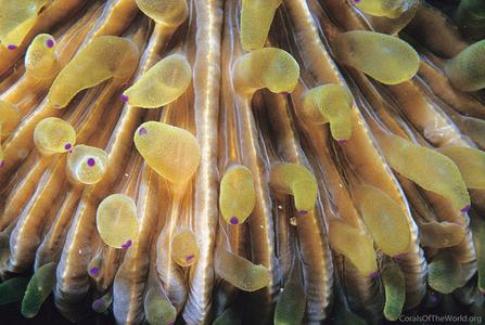 CotW preview: Fungia fralinae