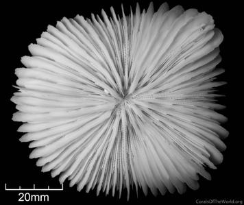CotW: Fungia fralinae