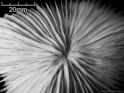 CotW: Fungia fralinae
