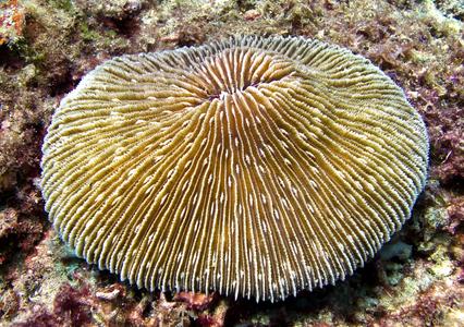 Fungia fungites
