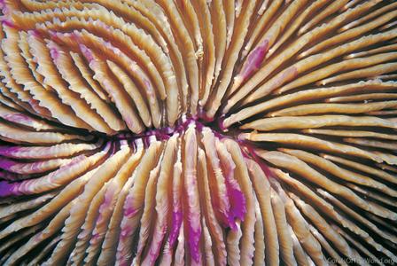 CotW: Fungia fungites