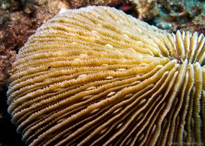 CotW: Fungia fungites