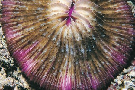 CotW: Fungia fungites