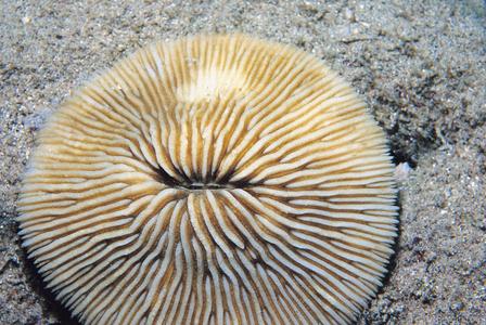 Fungia granulosa