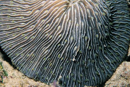 CotW: Fungia granulosa