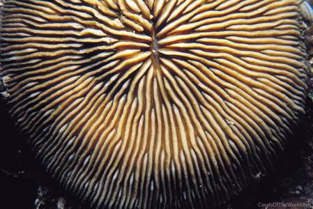 CotW: Fungia granulosa