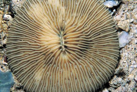 CotW: Fungia granulosa