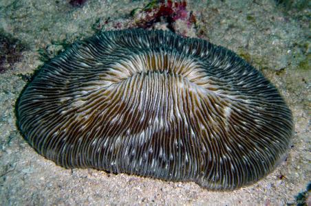 Fungia gravis