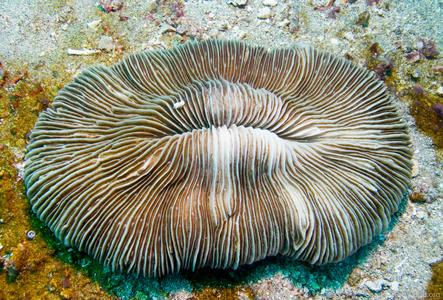 CotW preview: Fungia gravis