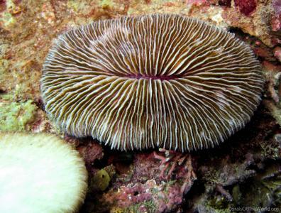 CotW: Fungia gravis