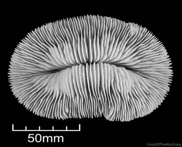 CotW: Fungia gravis