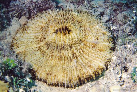 Fungia horrida