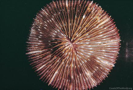 Fungia klunzingeri