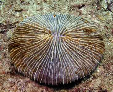CotW preview: Fungia klunzingeri