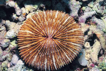 CotW: Fungia klunzingeri