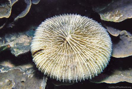 CotW: Fungia klunzingeri