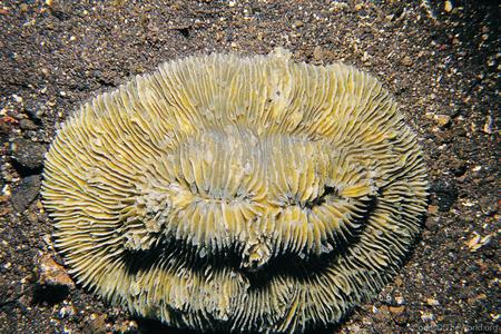 Fungia moluccensis