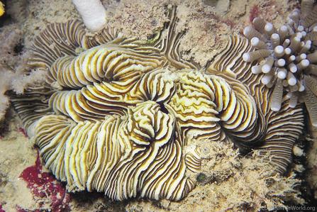 CotW: Fungia moluccensis