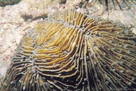 CotW: Fungia moluccensis