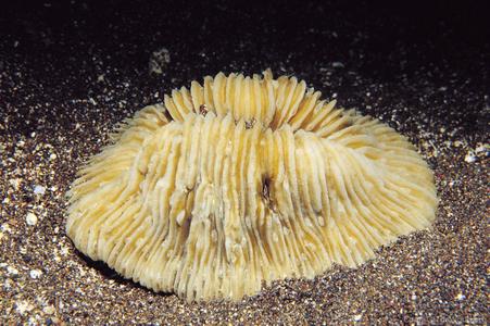 CotW: Fungia moluccensis