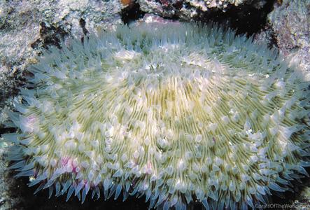 CotW preview: Fungia paumotensis