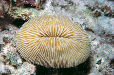 CotW: Fungia paumotensis