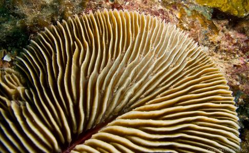CotW: Fungia paumotensis