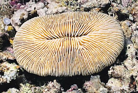 CotW: Fungia paumotensis