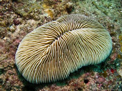 CotW: Fungia paumotensis