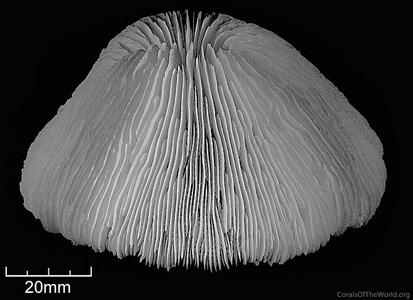 Fungia puishani
