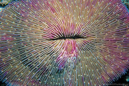 CotW preview: Fungia repanda
