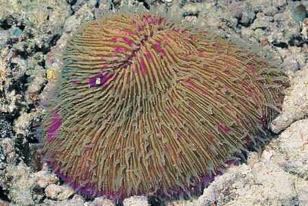 CotW: Fungia repanda