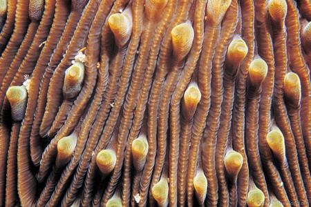 CotW: Fungia repanda