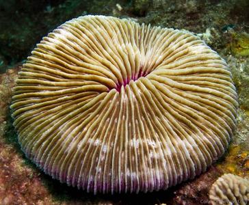 CotW: Fungia repanda
