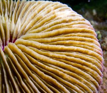 CotW: Fungia repanda