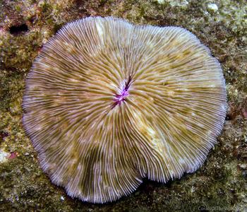 CotW: Fungia scabra