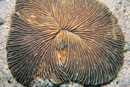 CotW: Fungia scabra