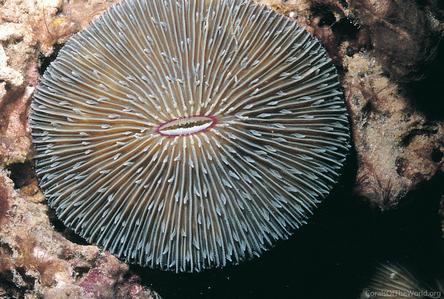 CotW: Fungia scabra