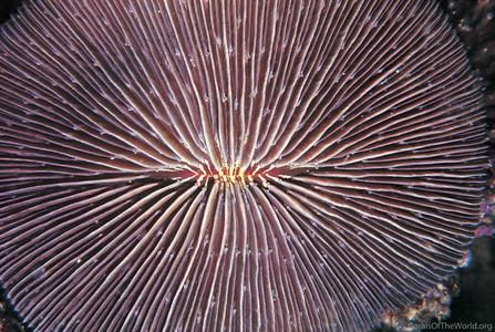 CotW: Fungia scabra