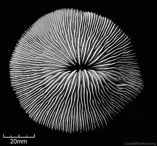 CotW: Fungia scabra