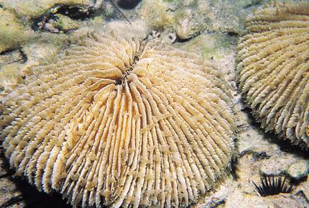 CotW preview: Fungia scruposa