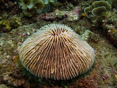 CotW: Fungia scruposa