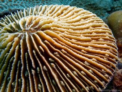CotW: Fungia scruposa