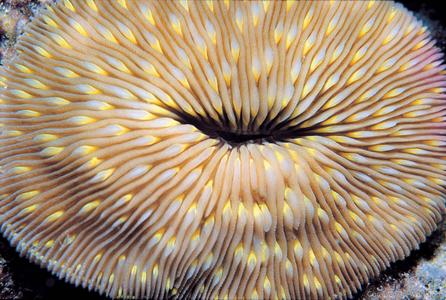 CotW preview: Fungia scutaria