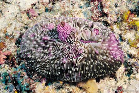 CotW: Fungia scutaria