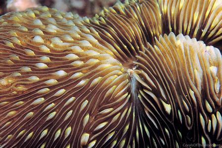 CotW: Fungia scutaria