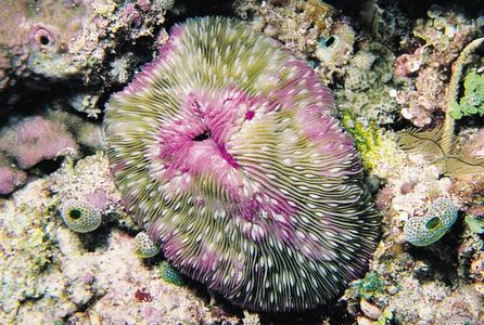 CotW: Fungia scutaria